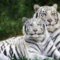 Zoo Pet Shop Kids Room Picture Decor Rare White Bengal Tiger Color Poster Photo