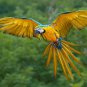 Yellow Macaw Bird Beautiful in Flight Poster Photograph