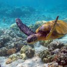 Green Sea Turtle Hawaii Beautiful 13 x 19 Color Photo