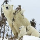 Polar Bear with three baby cubs 13 x 19 Color Photo