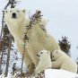 Polar Bear with three baby cubs 13 x 19 Color Photo