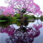 BEAUTIFUL RELAXING BRAZILIAN TREE HOME PHOTO OFFICE WALL ART INEXPENSIVE PICTURE