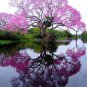 BEAUTIFUL RELAXING BRAZILIAN TREE HOME PHOTO OFFICE WALL ART INEXPENSIVE PICTURE