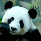 Panda Bear Amazing Beautiful 13 x 19 Color Photo