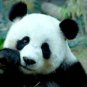 Panda Bear Amazing Beautiful 13 x 19 Color Photo
