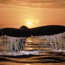 Whale Tail out of Water Amazing  13 x 19 Color Photo
