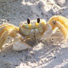 Ghost Crab Yellow   Beautiful 13 x 19 Color Photo