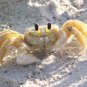 Ghost Crab Yellow   Beautiful 13 x 19 Color Photo
