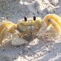 Ghost Crab Yellow   Beautiful 13 x 19 Color Photo