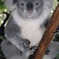 Koala Bear Cute and Beautiful 13 x 19 Color Photo