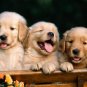 Golden Retriever Puppys  Beautiful 13 x 19 Color Photo