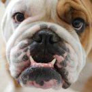 English Bulldog  Beautiful 13 x 19 Color Photo