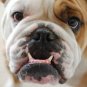 English Bulldog  Beautiful 13 x 19 Color Photo