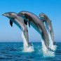 Dolphins Jumping Great  Beautiful 13 x 19 Color Photo