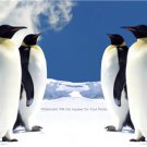 COLOR PHOTO AQUATIC PENGUINS ARCTIC ICE BLUE SKY LANDSCAPE WALL ART PICTURE