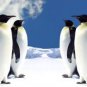 COLOR PHOTO AQUATIC PENGUINS ARCTIC ICE BLUE SKY LANDSCAPE WALL ART PICTURE