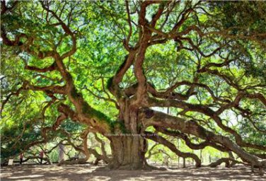 BEAUTIFUL ANGEL OAK TREE PHOTO ST JOHNS HOME OFFICE WALL ART INEXPENSIVE PICTURE