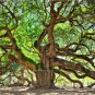 BEAUTIFUL ANGEL OAK TREE PHOTO ST JOHNS HOME OFFICE WALL ART INEXPENSIVE PICTURE