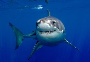 Great White Shark  Close up Photo Best Poster 13 x 19