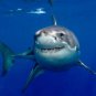 Great White Shark  Close up Photo Best Poster 13 x 19