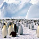 COLOR AQUATIC EMPEROR PENGUINS ARCTIC ICE BLUE SKY LANDSCAPE WALL ART PICTURE