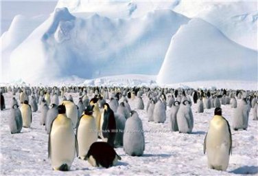 COLOR AQUATIC EMPEROR PENGUINS ARCTIC ICE BLUE SKY LANDSCAPE WALL ART PICTURE