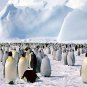 COLOR AQUATIC EMPEROR PENGUINS ARCTIC ICE BLUE SKY LANDSCAPE WALL ART PICTURE