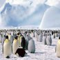 COLOR AQUATIC EMPEROR PENGUINS ARCTIC ICE BLUE SKY LANDSCAPE WALL ART PICTURE
