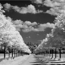 PERFECT COUNTRY SETTING TREES LONG DRIVEWAY FARMHOUSE BLACK & WHITE CLOUDS PHOTO