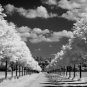 PERFECT COUNTRY SETTING TREES LONG DRIVEWAY FARMHOUSE BLACK & WHITE CLOUDS PHOTO