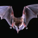 Brown Bat in Flight   AMAZING  13 x 19 Color Photo