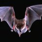 Brown Bat in Flight   AMAZING  13 x 19 Color Photo