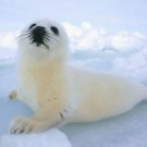 Harp Seal Cute  Beautiful 13 x 19 Color Photo