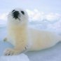 Harp Seal Cute  Beautiful 13 x 19 Color Photo