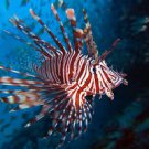 Lion Fish  Beautiful 13 x 19 Color Photo