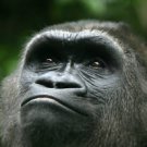 Large Gorilla  Staring  Beautiful 13 x 19 Color Photo