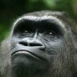 Large Gorilla  Staring  Beautiful 13 x 19 Color Photo
