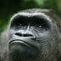Large Gorilla Staring Beautiful 13 x 19 Color Photo