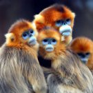 Golden Monkey Family   Beautiful 13 x 19 Color Photo