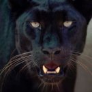Black Leopard  Face Amazing Animal 13 by 19 Photo