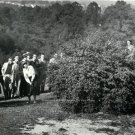 Babe Zaharias Action shot golf photo Over tree Awesome