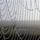 DIFFERENT RELAXING SPIDERS WEB PHOTO COOL MODERN WALL ART INEXPENSIVE PICTURES