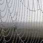 DIFFERENT RELAXING SPIDERS WEB PHOTO COOL MODERN WALL ART INEXPENSIVE PICTURES