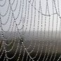 DIFFERENT RELAXING SPIDERS WEB PHOTO COOL MODERN WALL ART INEXPENSIVE PICTURES