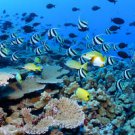 Beautiful Underwater Fish AMAZING  13 x 19 Color Photo