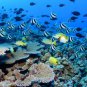 Beautiful Underwater Fish AMAZING  13 x 19 Color Photo