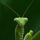 Praying Mantis Close up Awesome 13 x 19 Color Photo