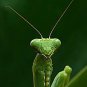 Praying Mantis Close up Awesome 13 x 19 Color Photo