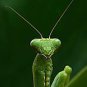 Praying Mantis Close up Awesome 13 x 19 Color Photo