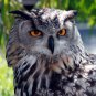 Eagle Owl Beautiful Stunning Close Up 13 x 19 Photo